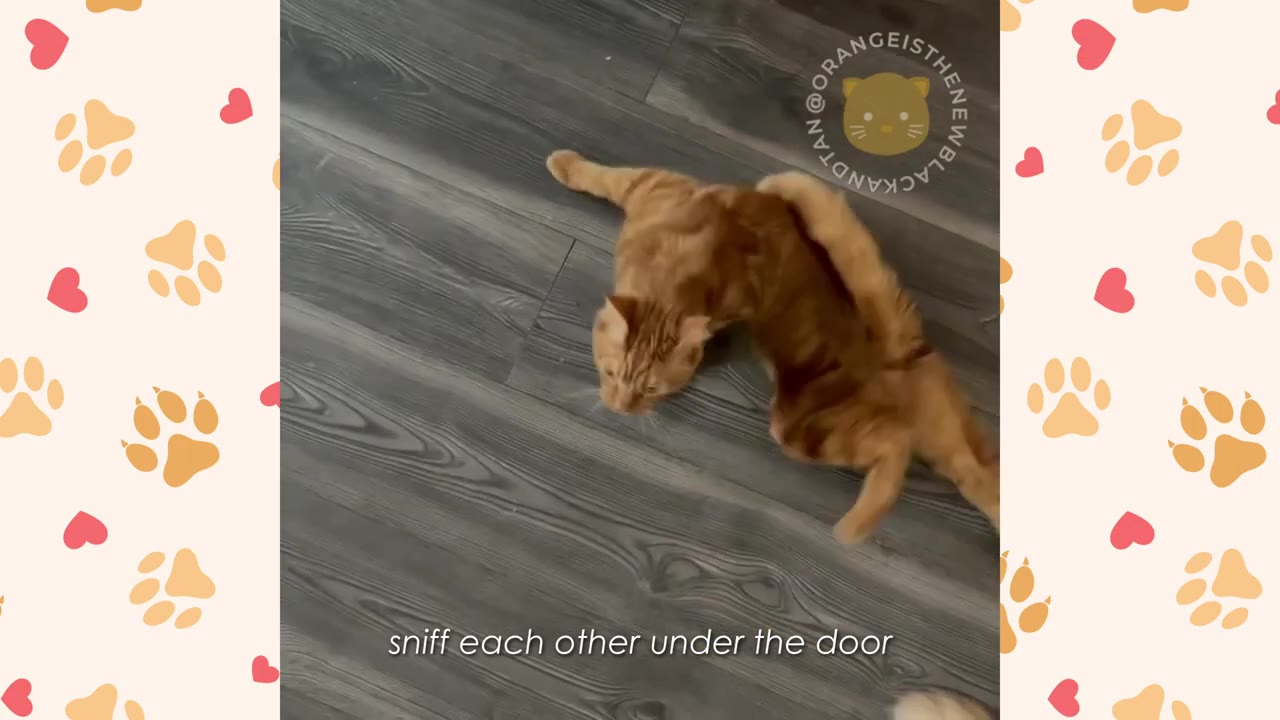An orange tabby cat lies on a grey wood-look floor, sniffing at the bottom edge of a door.