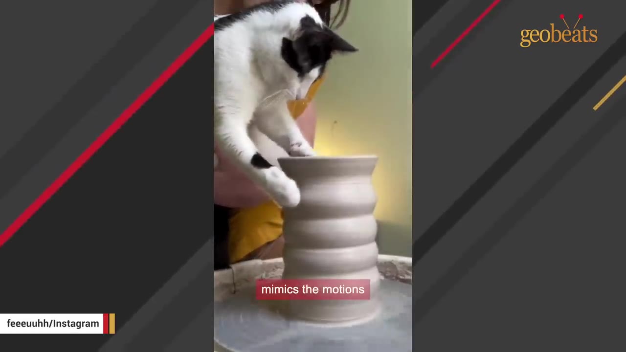 A black and white cat places its front paws on the rim of a tall, ribbed clay pot spinning on a pottery wheel.