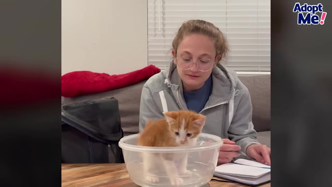 A woman wearing glasses and a grey hoodie watches an orange and white kitten standing inside a clear plastic bowl on a scale, while preparing to write in a notebook.