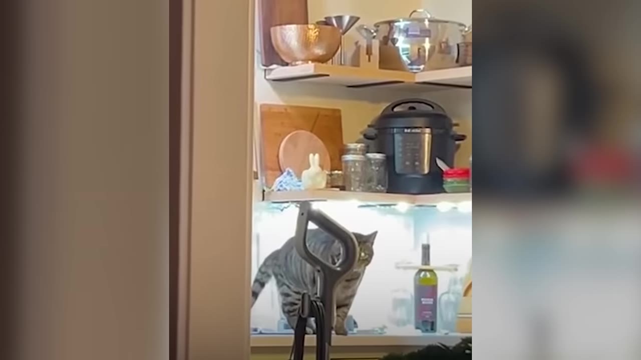 A tabby cat stands on a kitchen counter shelf next to kitchenware and bottles.