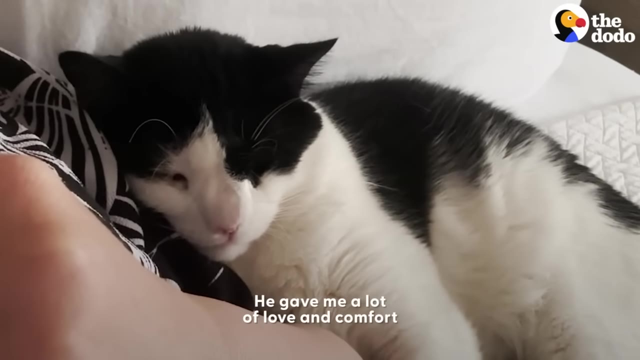 A black and white cat rests its head peacefully against a person's arm, with text overlay reading 'He gave me a lot of love and comfort'.