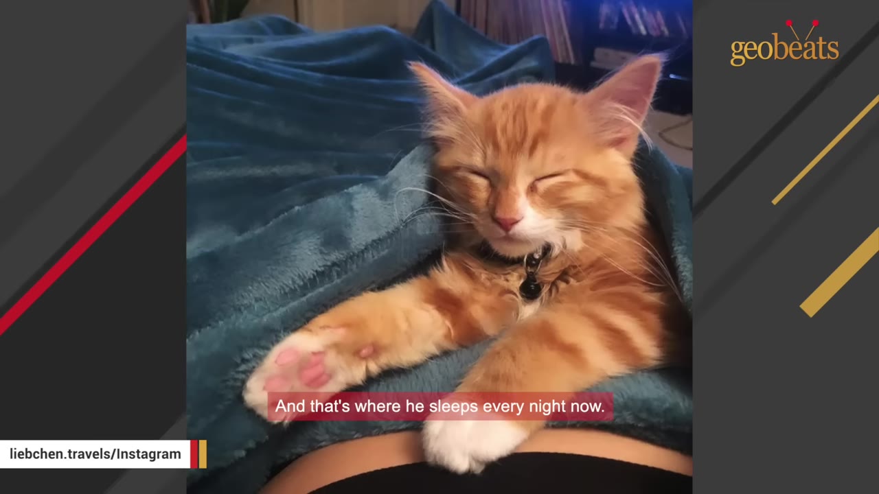 An orange tabby kitten sleeping peacefully tucked under a blue blanket.