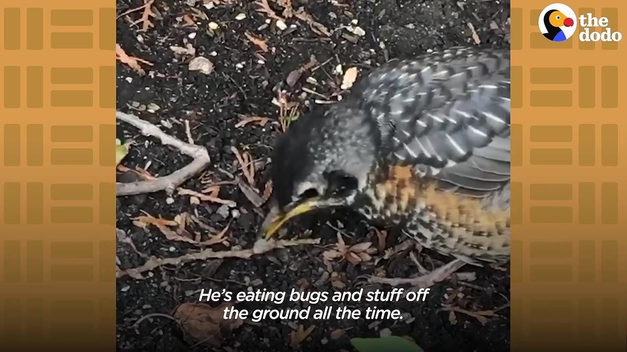 A young robin pecks at the ground, holding a small worm or bug in its beak.