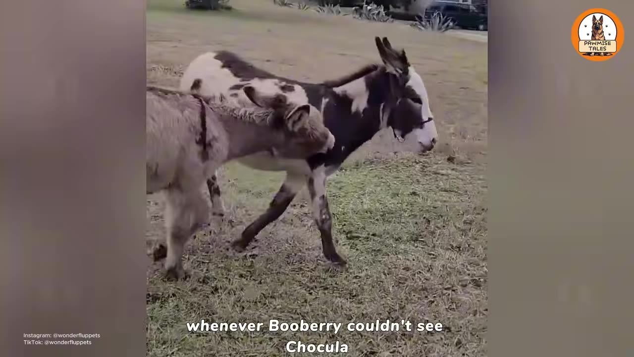 A small brown donkey walks closely behind a larger black-and-white spotted donkey on a grassy field.