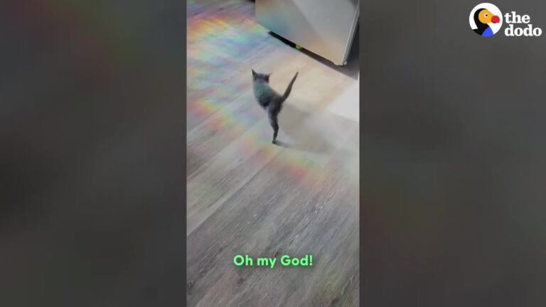 California Kitten Left Behind In A Hole Unlocks A Speed No One Saw Coming
