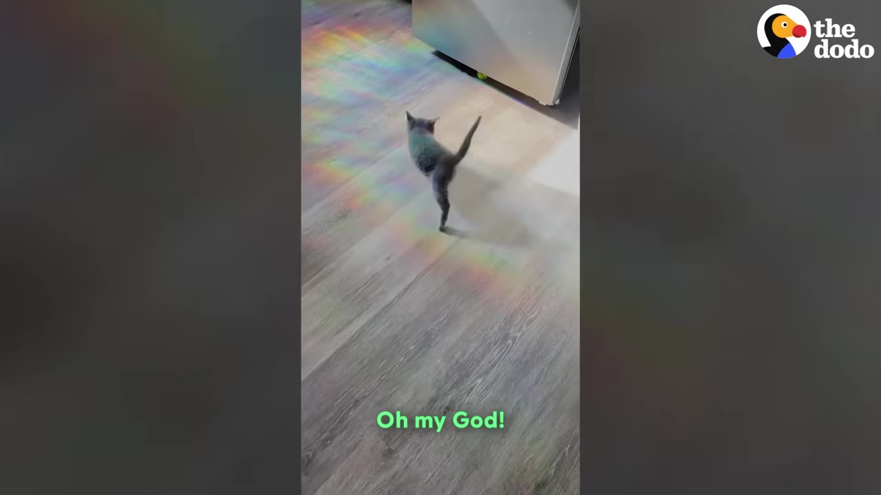 A small grey kitten with two legs walks across a wooden floor illuminated by a rainbow-colored light reflection.