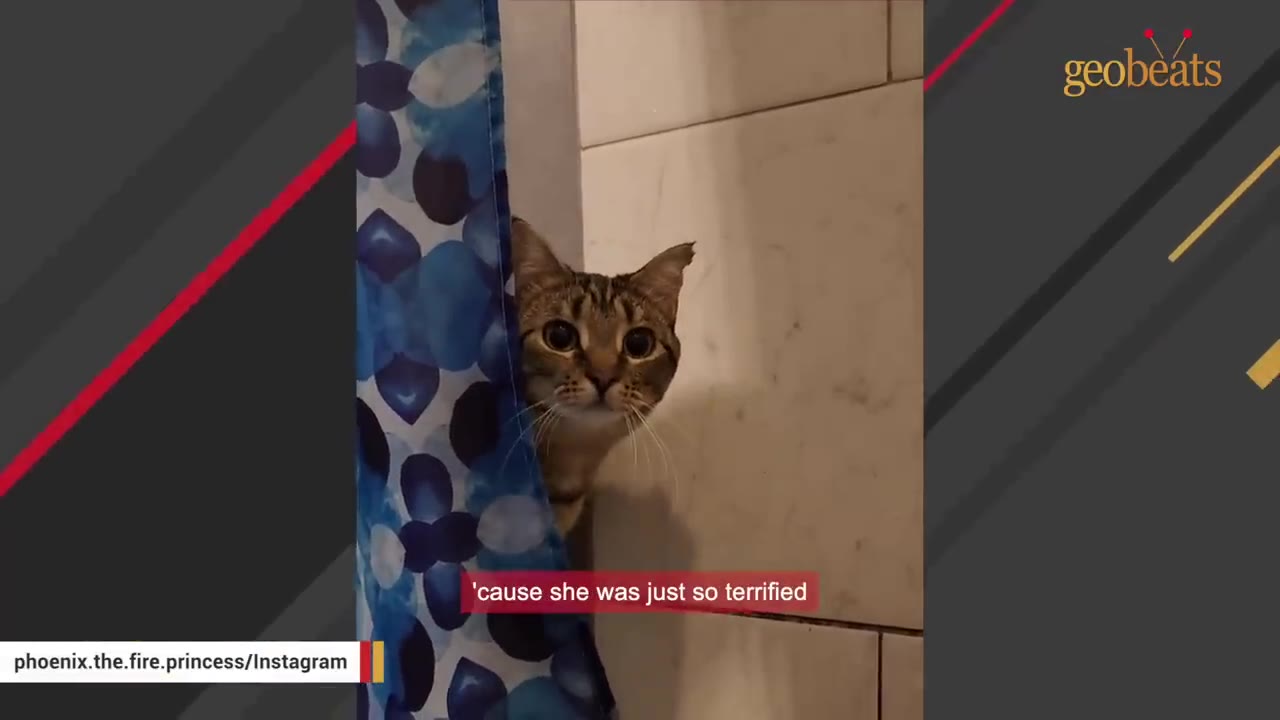 A tabby cat peeking out from behind a blue patterned shower curtain with wide, fearful eyes.