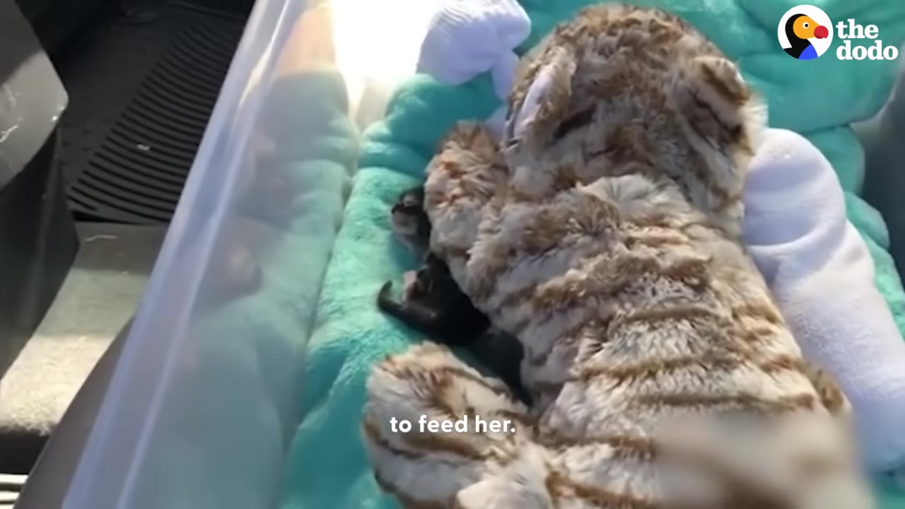 A tiny newborn kitten snuggles next to a plush stuffed tiger toy inside a plastic travel bin on the floor of a car.