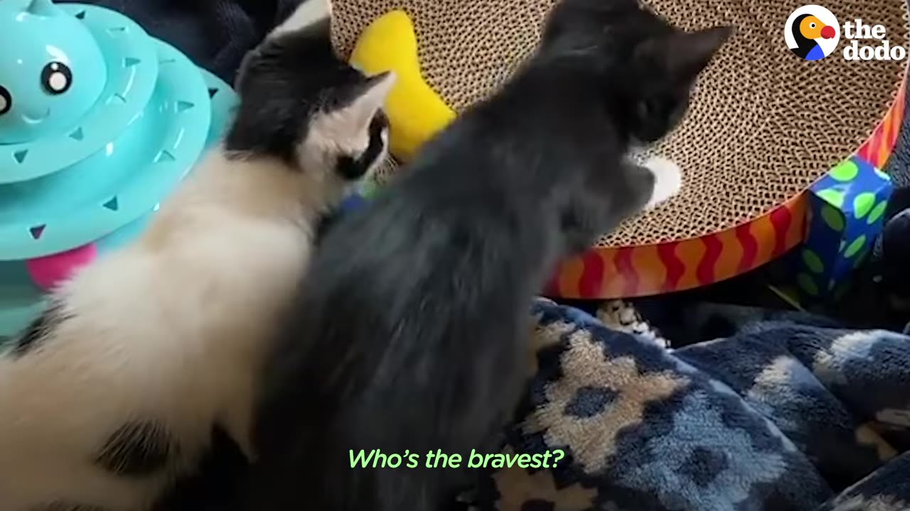 A black kitten pounces onto a round cardboard scratcher toy next to a black-and-white kitten.