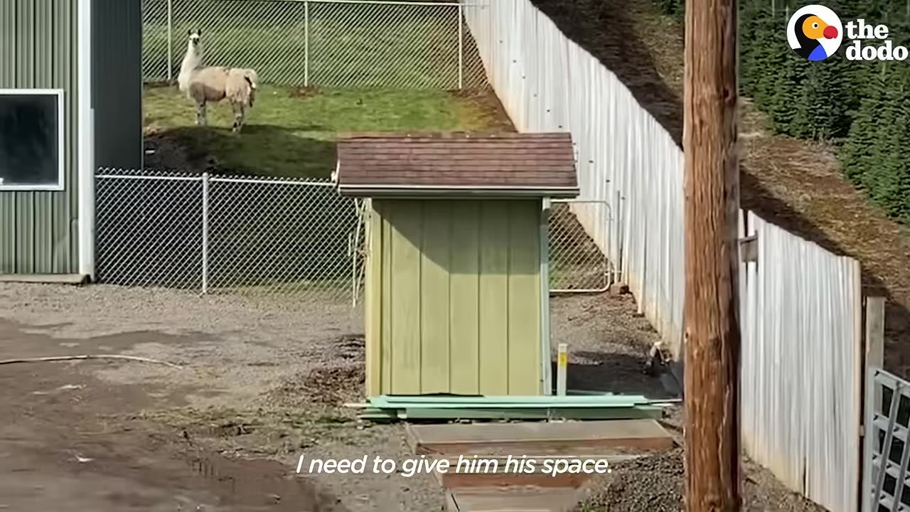 A light-colored llama stands in a grassy fenced enclosure behind a small green shed, watching from a distance.