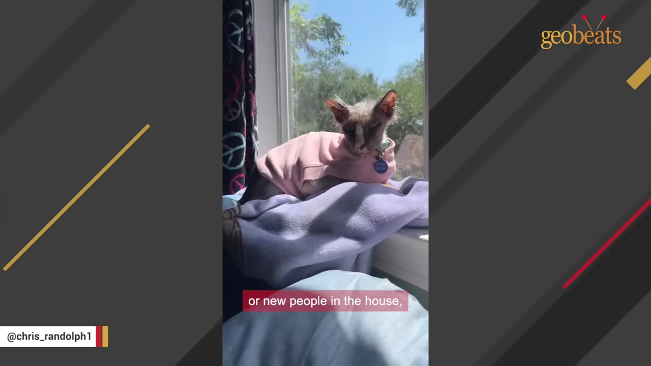 A small, partially hairless cat wearing a pink sweater sits comfortably on a soft purple blanket by a sunny window.