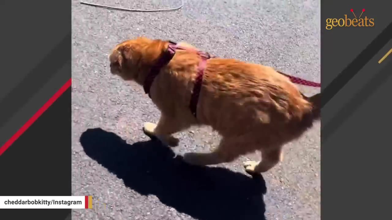 An orange cat wearing a harness walks on a paved surface outside, casting a shadow.