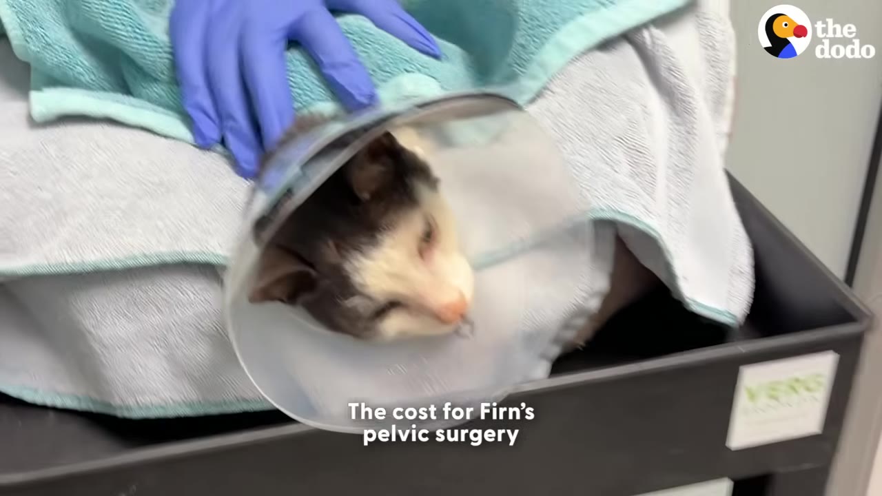 A black and white cat wearing a plastic protective cone lies wrapped in towels on a cart while a person in blue gloves rests a hand on them.