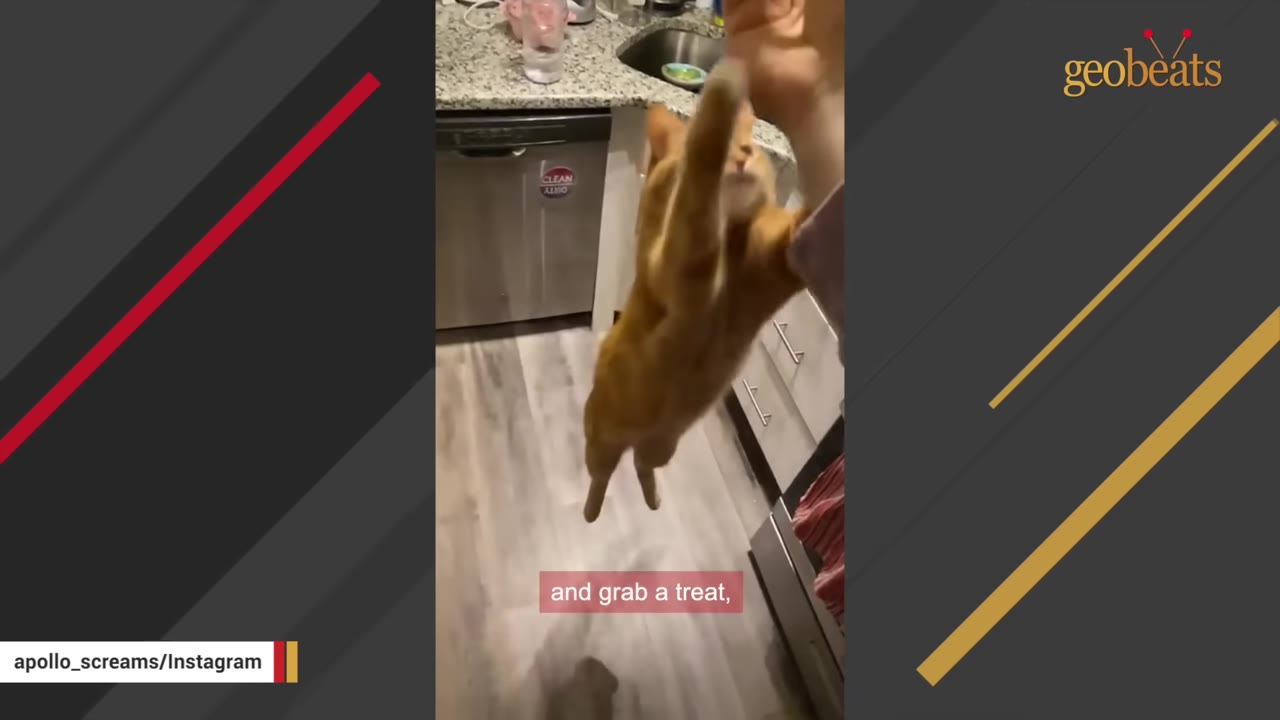 An orange cat jumping high in the air in a kitchen to reach a treat held by a person's hand.