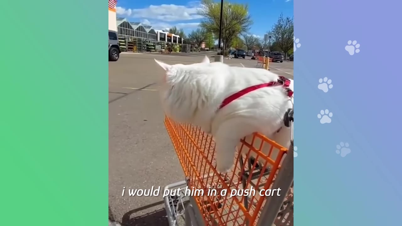 A fluffy white cat wearing a red harness sits inside an orange shopping cart in an outdoor parking lot.