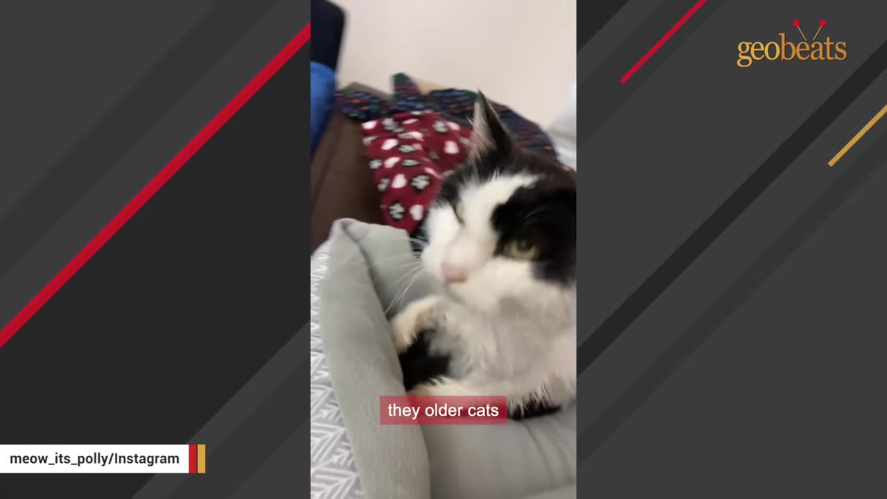 A black and white cat with green eyes sits in a grey pet bed.
