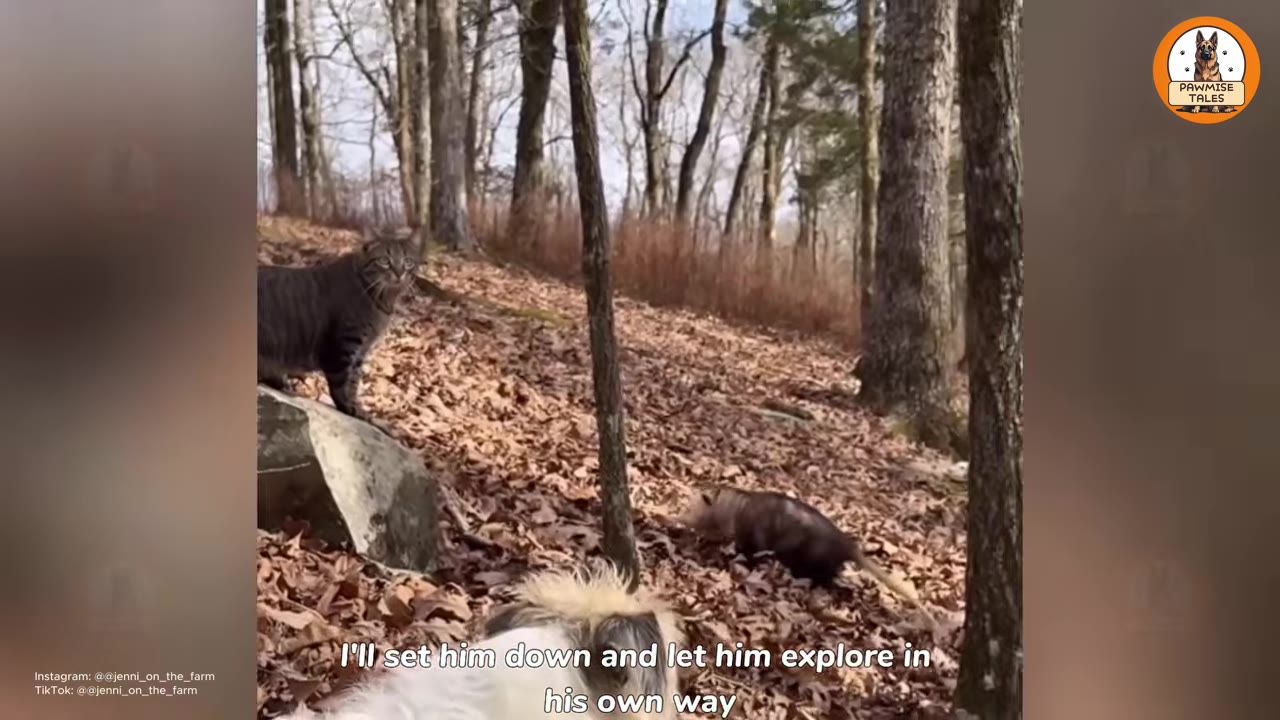 A possum walks through dry leaves in a wooded area, while a dark tabby cat watches from a rock and a dog's head is visible in the foreground.