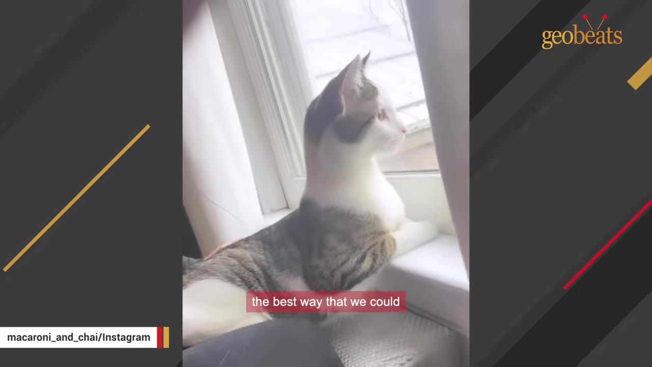 A domestic short-haired cat with white and tabby markings sits on a windowsill, looking out the window.
