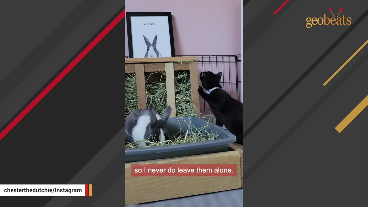 A grey and white rabbit sits in a litter box filled with hay inside a wooden enclosure, while a black cat stands outside the wire fence looking in.