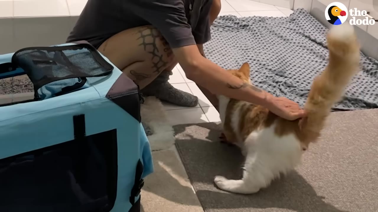 An orange and white cat steps out of a blue pet carrier onto a rug as a person with tattoos gently pets its back.