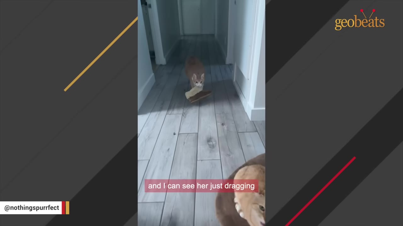 An orange and white cat walks down a hallway carrying a brown slipper with fluffy lining in its mouth.