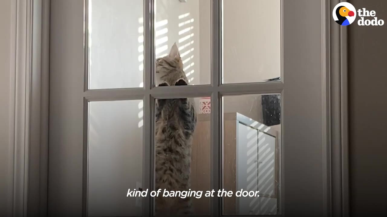 A tabby cat standing on its hind legs, peering through the glass panes of a white door.