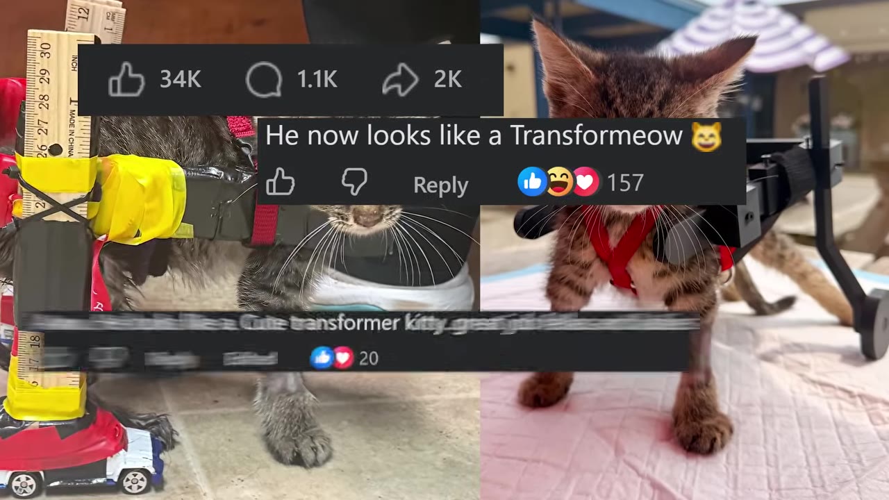A split-screen image showing a small tabby kitten in a makeshift wheelchair on the left and a custom wheelchair on the right, overlaid with social media comments and reaction counts.