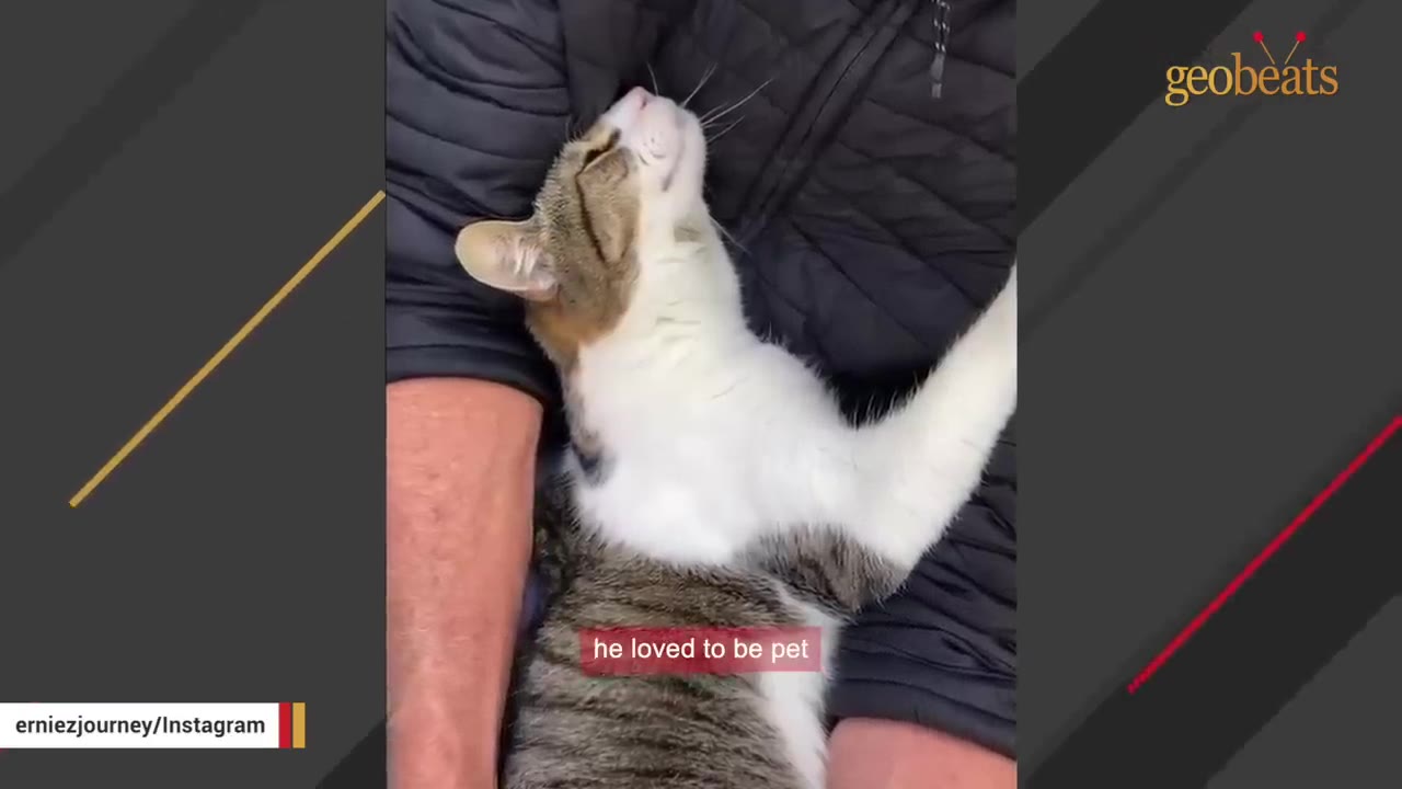 A tabby and white cat named Ernie lying on its back in a person's lap, looking up contentedly while being held.