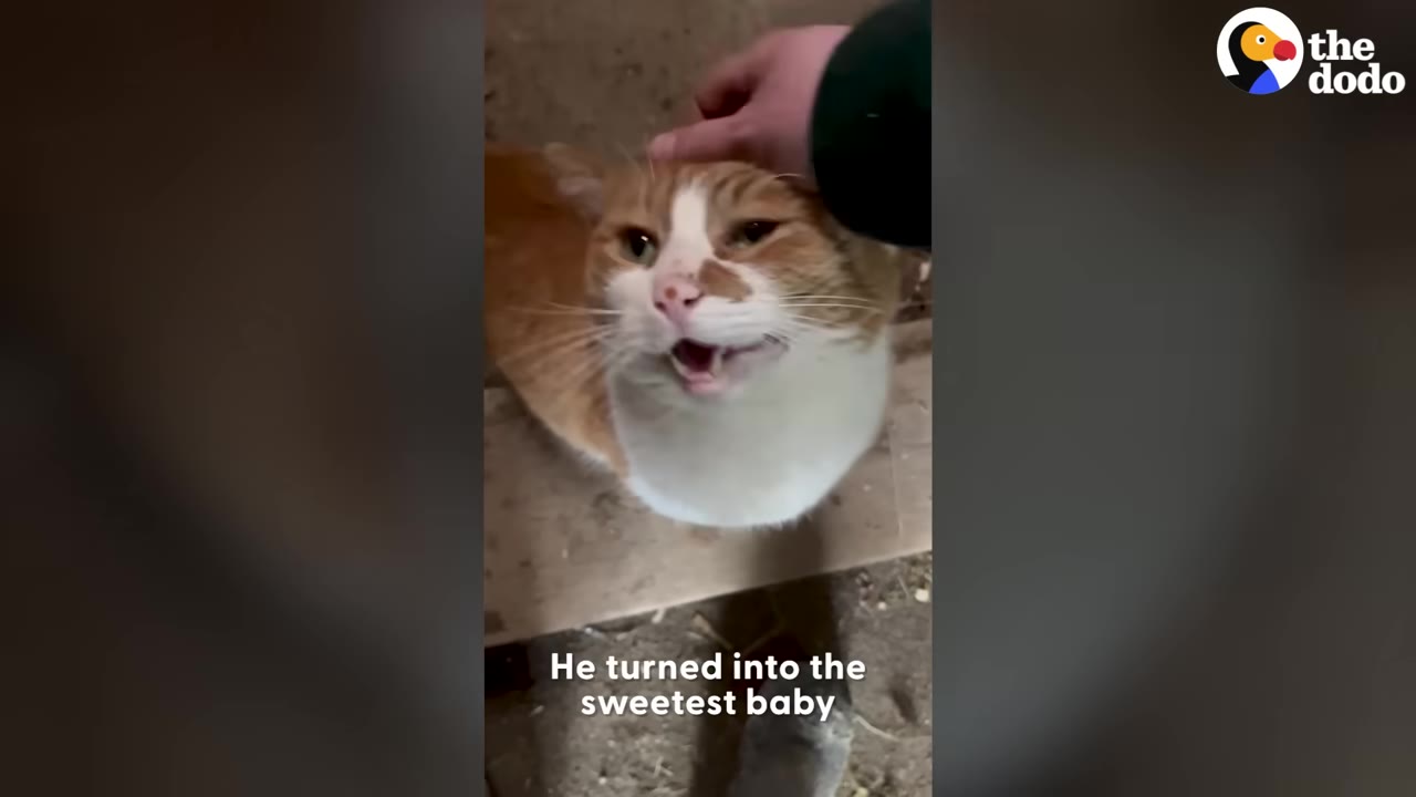 An orange and white cat looks up with an open mouth and content expression as a hand gently pets its head.
