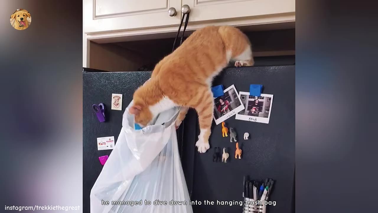 An orange and white cat stretches down from the top of a black refrigerator to reach inside a white plastic trash bag hanging from the cabinet handle.