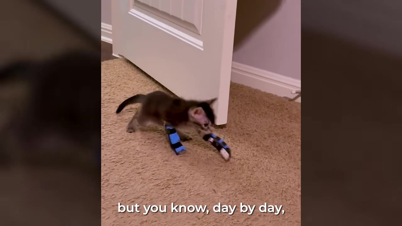 A small brown and grey kitten wearing blue and black braces on its front legs walks across a beige carpeted floor.
