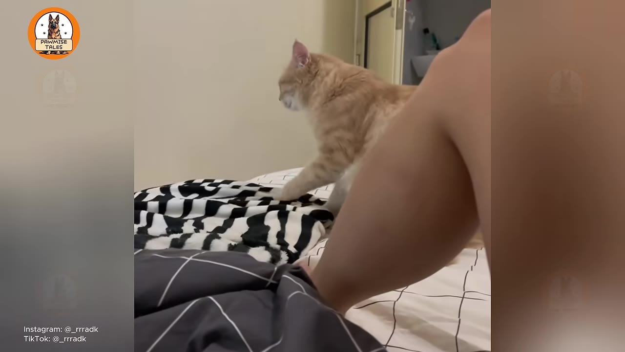 An orange tabby cat walks across a bed with black and white patterned blankets near a person's leg.