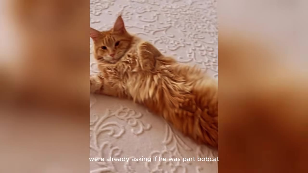 A fluffy orange Maine Coon cat lying on a patterned white blanket, looking directly at the camera.