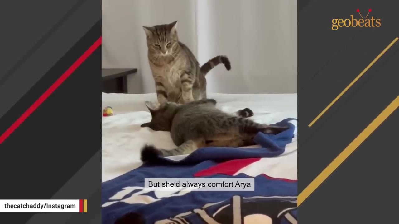 A tabby cat stands over another tabby cat lying down on a bed, with a text overlay that reads 'But she'd always comfort Arya'.