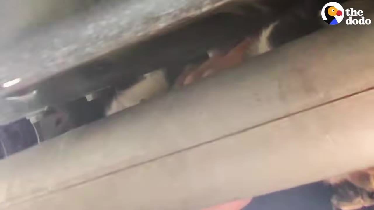 A small cat is seen hiding in a tight, dark space under the metal chassis of a vehicle.