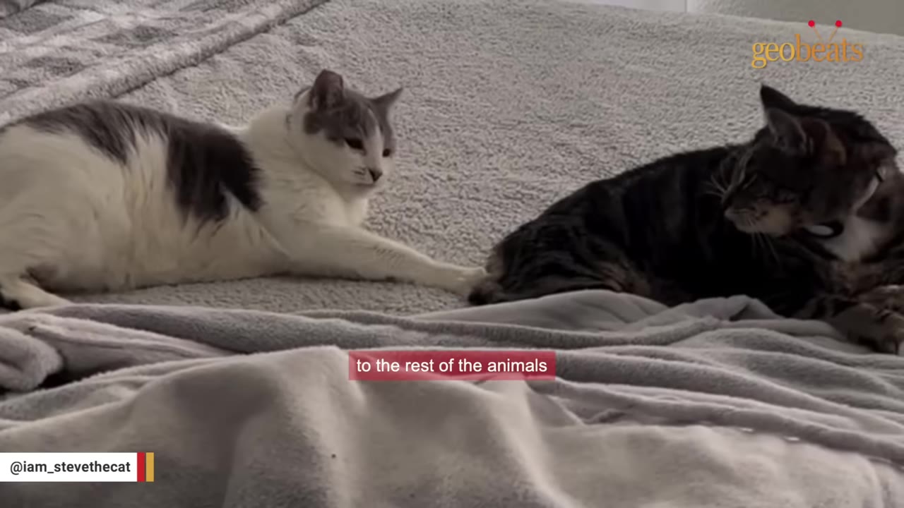 A white and grey cat reaches its paw out towards a tabby cat lying on a grey blanket.