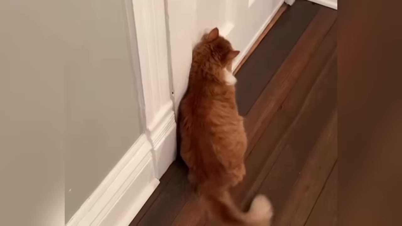 An orange and white cat stands close to a white door frame, facing away from the camera with its body pressed slightly against the wall.