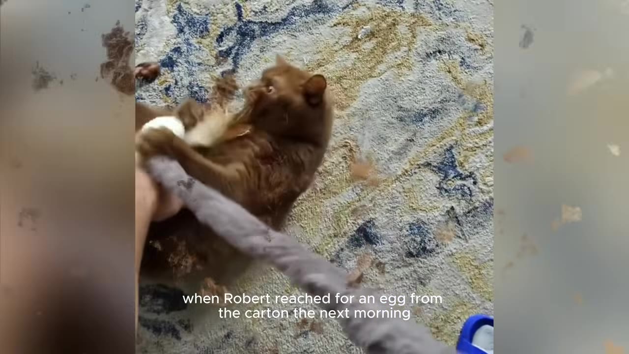 A brown cat lying on its back on a patterned rug, holding onto a person's arm with its paws as they reach near it.