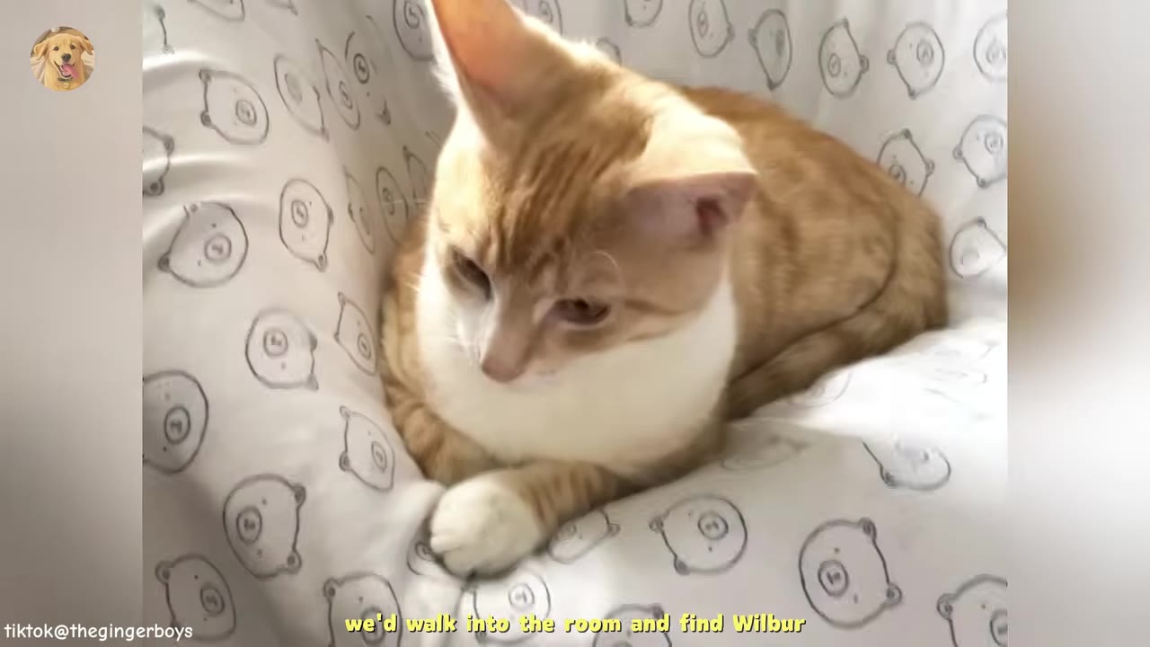 An orange and white cat curled up comfortably inside a white baby rocker patterned with cartoon bear faces.