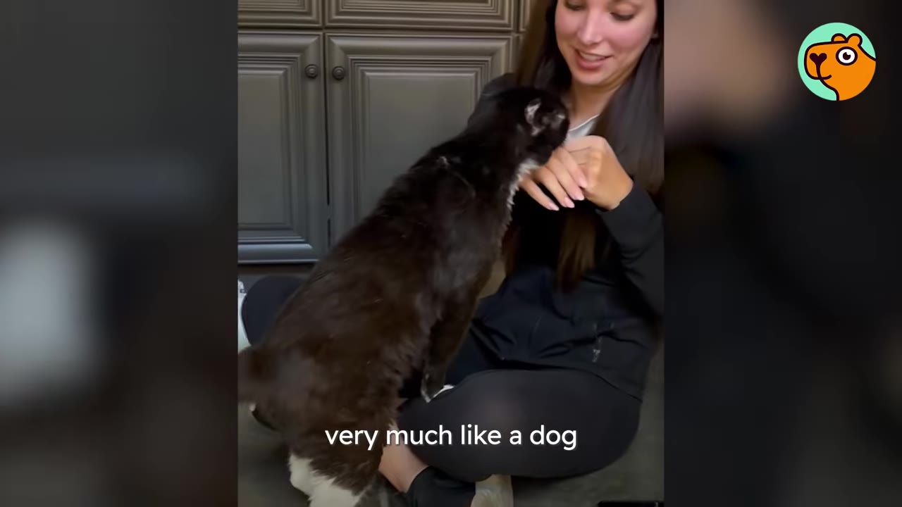 A black and white cat stands on its hind legs to greet a smiling woman sitting on the floor.