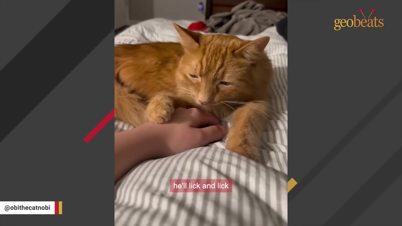 An orange long-haired cat lying on a striped blanket, licking a person's hand.