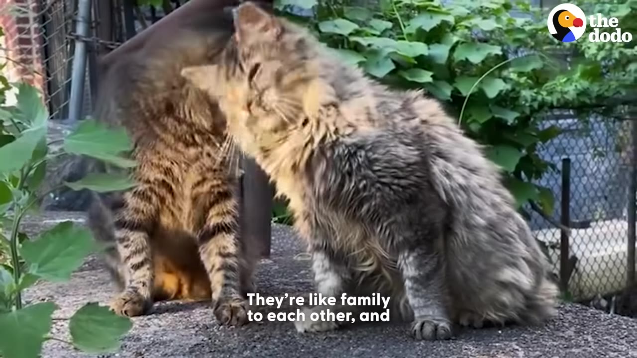 Two fluffy tabby cats sit close together on a concrete ledge, with one cat leaning its head affectionately against the other.