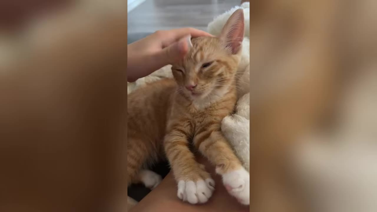 An orange tabby kitten lies down while being gently petted on the head by a person's hand.