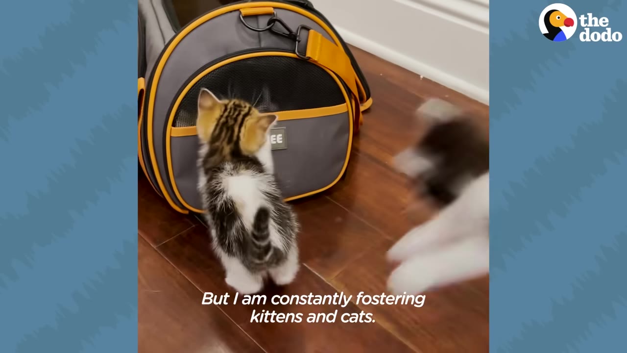 A small tabby and white kitten stands on a wooden floor looking at a grey and yellow pet carrier, with another kitten blurred in motion nearby.