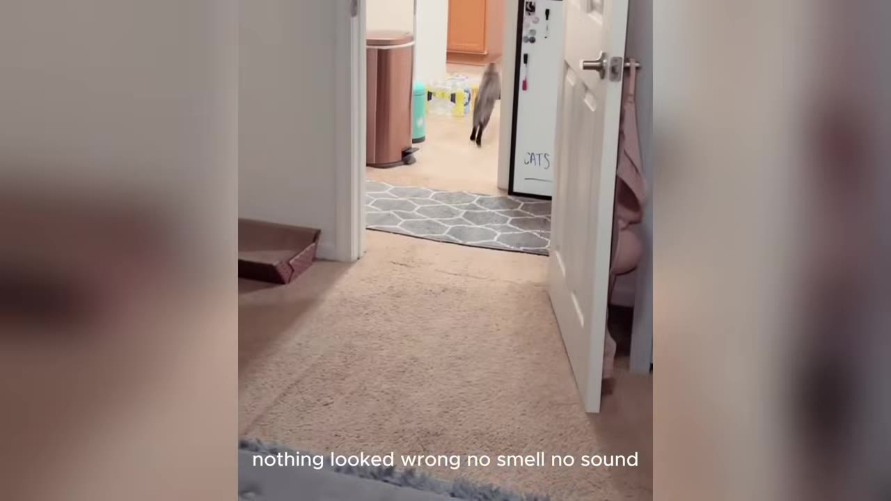 A cat walks down a carpeted hallway towards a doorway leading to a kitchen area.