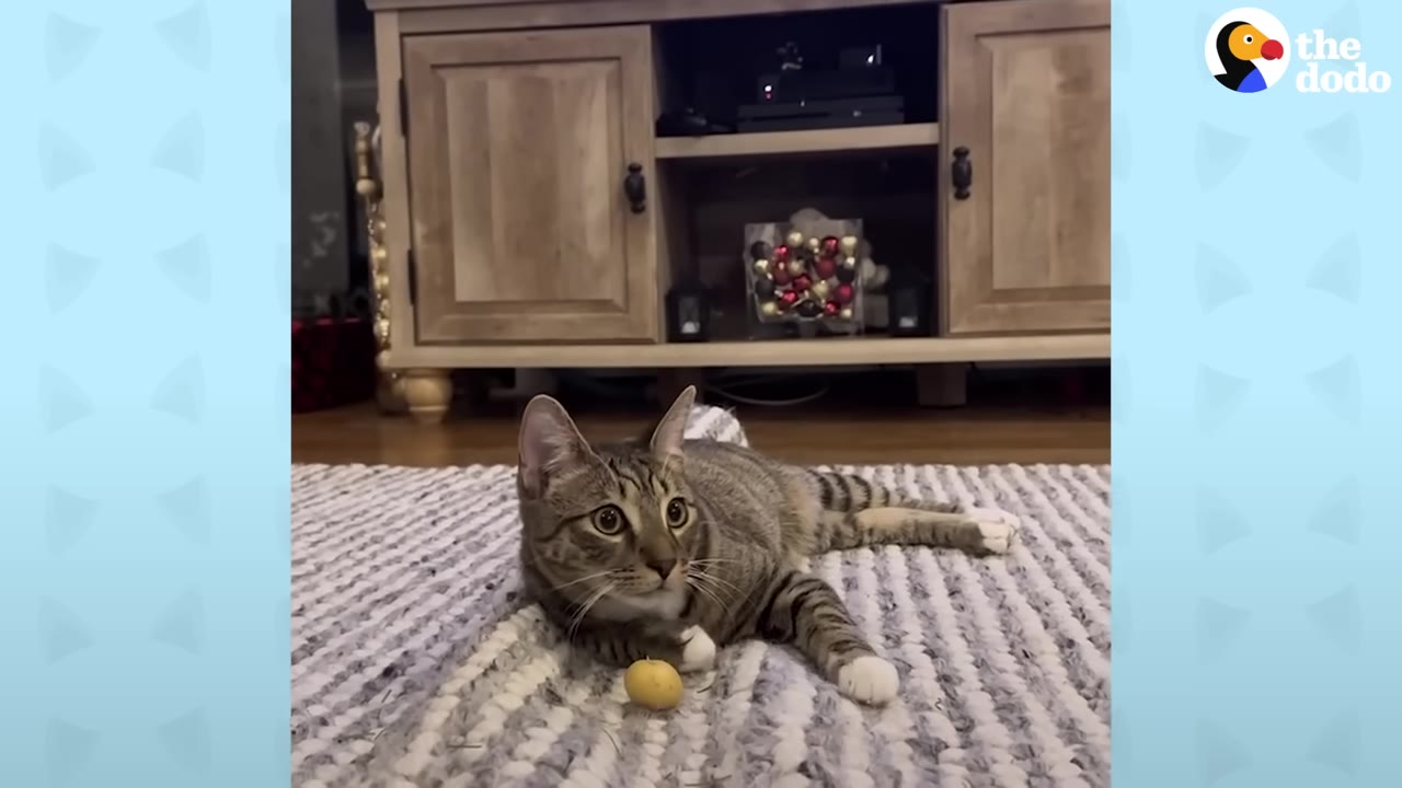 A tabby cat with white paws lies on a striped rug next to a small yellow potato.