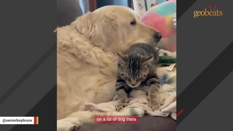 Indiana Kitten Hisses At Senior Dog, But 5 Minutes Later He Makes A Heartwarming Choice