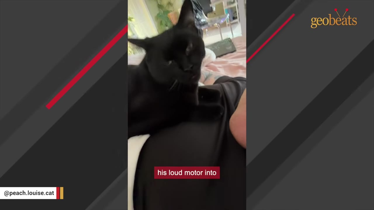 A black cat named Peach lies on a person's chest, with a caption reading 'his loud motor into'.