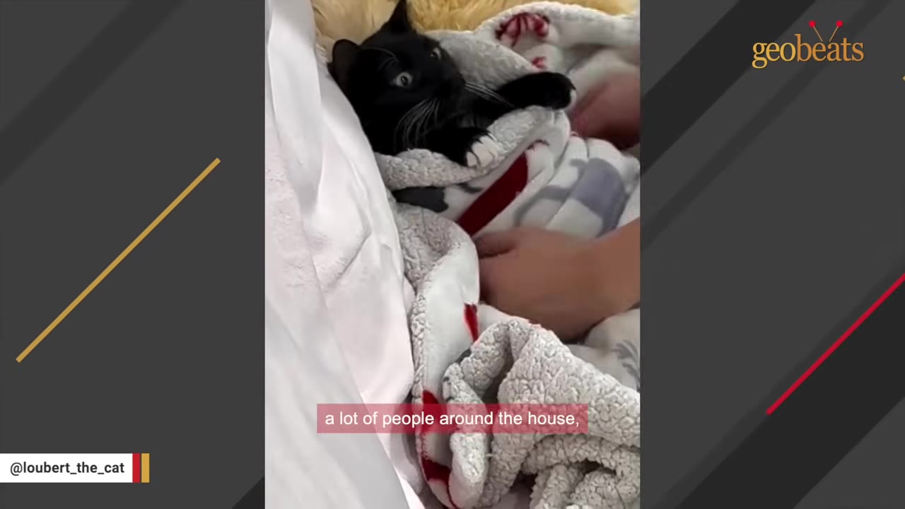 A black cat with wide, alert eyes wrapped snugly in a white and red patterned blanket, with hands gently adjusting the blanket around it.