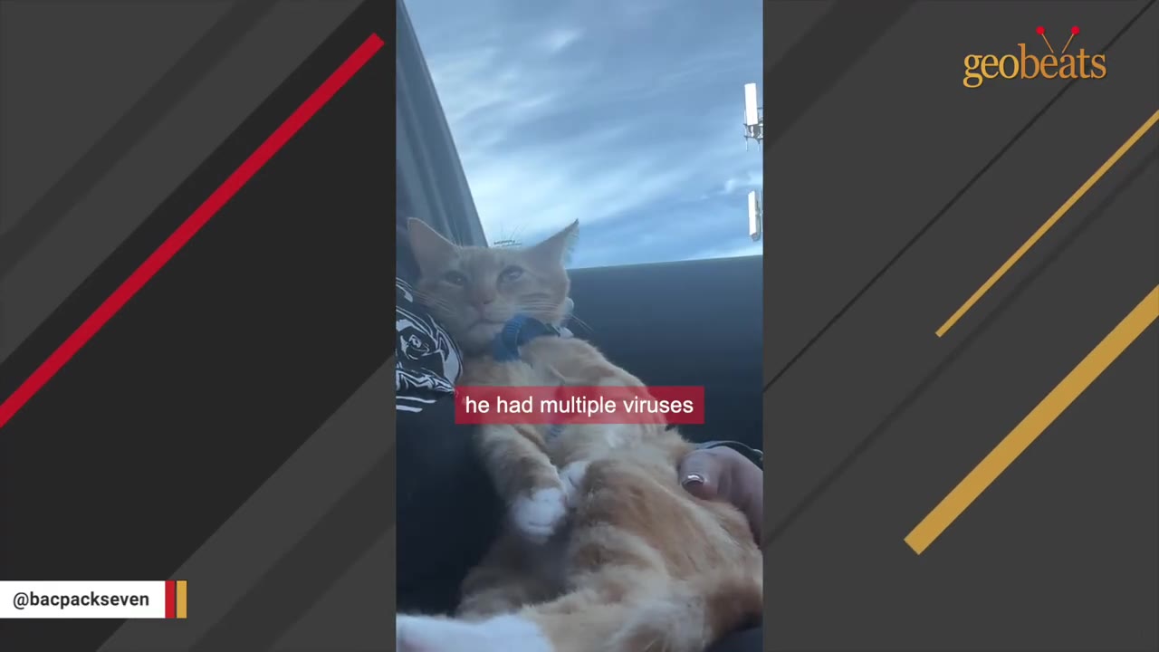 An orange kitten lies back in a car seat looking tired, with a caption reading 'he had multiple viruses'.